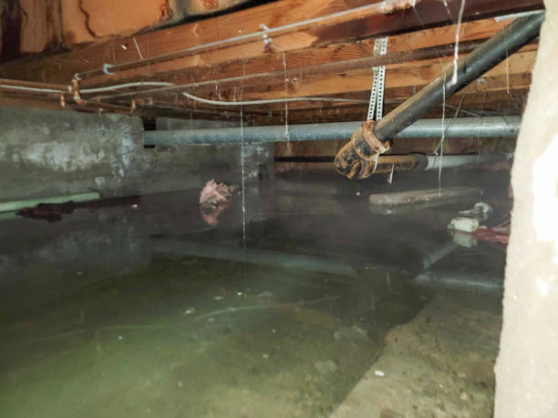 Best Flood damage cleanup  in Smithfield, NC